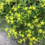 Qué es Stringy Stonecrop Sedum y cómo se cuida