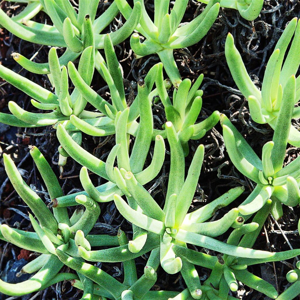 Qué es un suculento de puntas de dedos