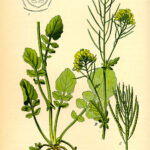 Qué es Wintercress y cuáles son sus características