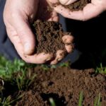 Qué es y cuándo usar tierra de jardín en cultivos
