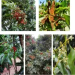 Qué factores afectan a los árboles de lichi