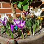 Qué factores hacen que los crocus florezcan en invierno