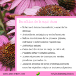 Qué factores influyen en el crecimiento de las Echinaceas