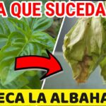 Qué factores provocan el rizado de las hojas de albahaca