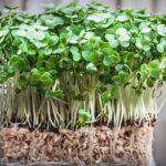 Qué formas hay de disfrutar las hojas de nasturtium crudas