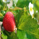 Qué frutas producen los everbearing plants todo el año