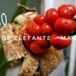Qué frutos y semillas produce la alocasia
