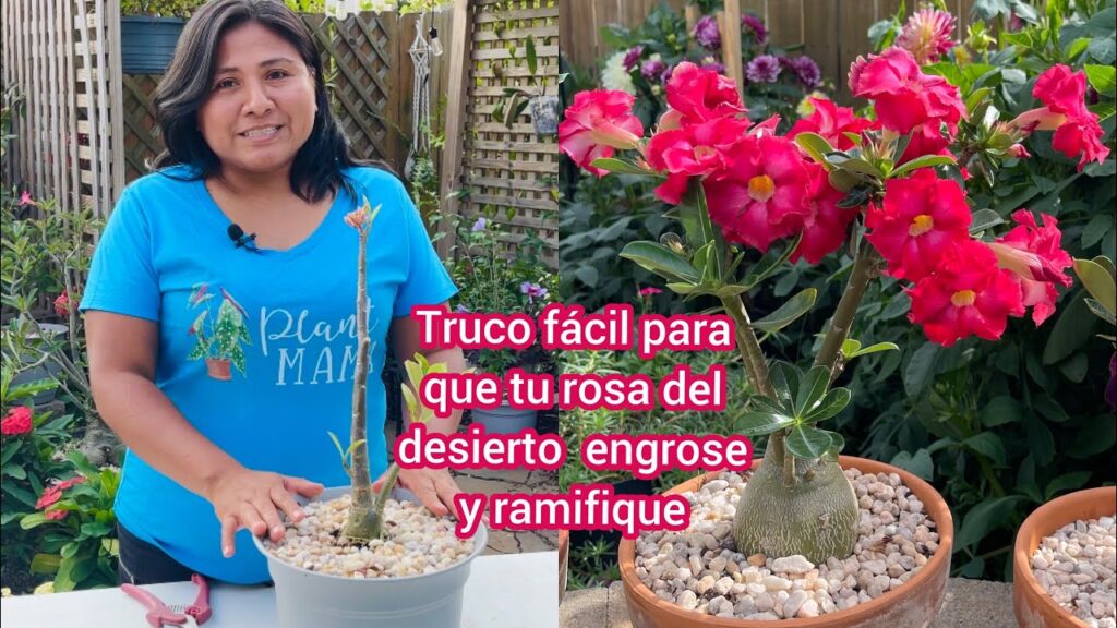 Qué hacer para que mi rosa del desierto florezca