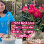 Qué hacer para que mi rosa del desierto florezca