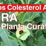 Qué hacer si mi planta de okra no florece adecuadamente