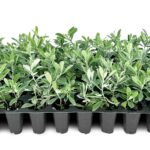 Qué hierbas son ideales para cultivar en Texas durante el verano