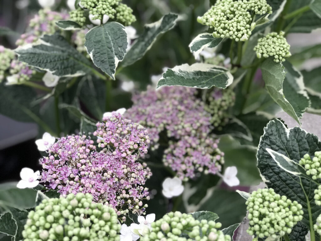 Qué Hydrangeas conservan su color verde durante todo el año