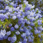 Qué información necesitas sobre las lilas de California
