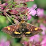 Qué insectos son atraídos por la menta en el jardín