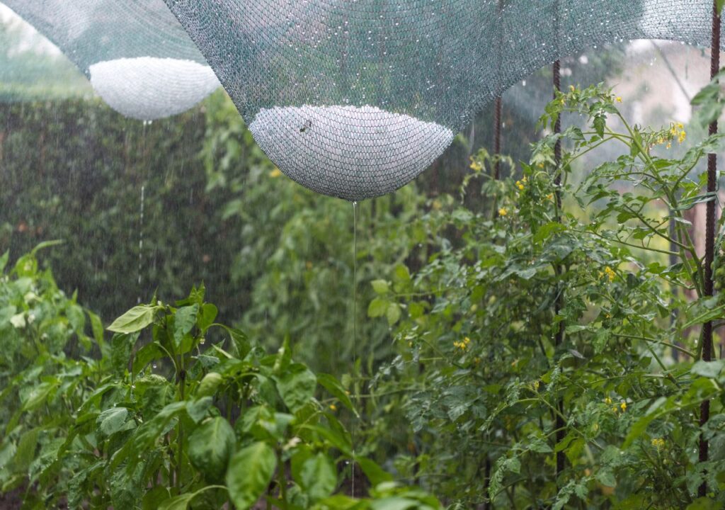 Qué medidas tomar para proteger plantas del granizo