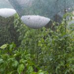 Qué medidas tomar para proteger plantas del granizo