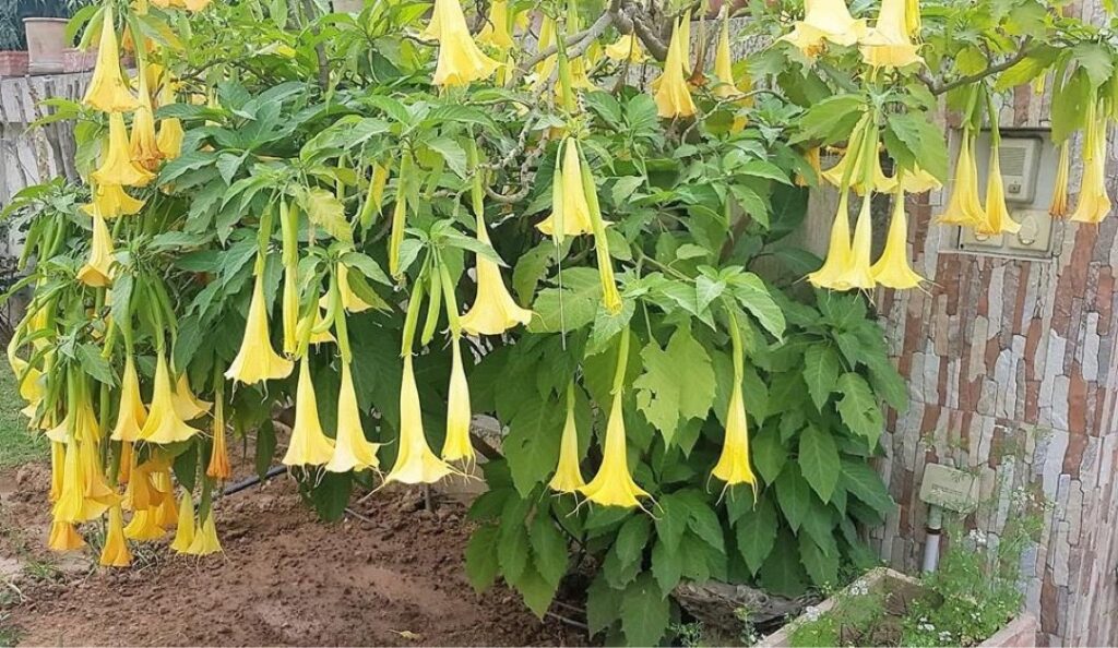 Qué métodos son efectivos para propagar brugmansias con éxito