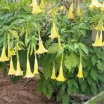 Qué métodos son efectivos para propagar brugmansias con éxito