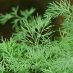 Qué métodos usar para controlar plagas en plantas de eneldo
