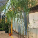 Qué necesitas saber sobre el pimentero de jardín