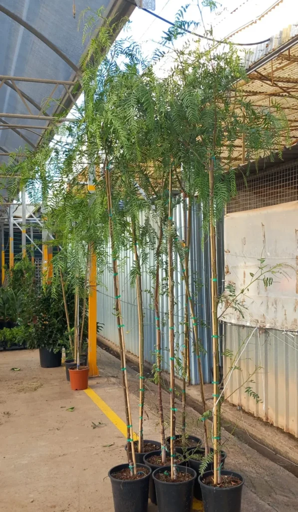 Qué necesitas saber sobre el pimentero de jardín