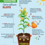 Qué necesito para cultivar mini maíz en casa