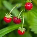 Qué particularidades tienen las Fraises De Bois
