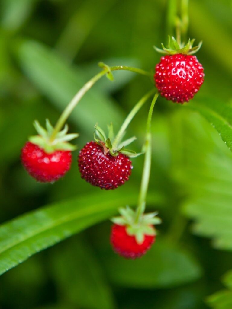 Qué particularidades tienen las Fraises De Bois
