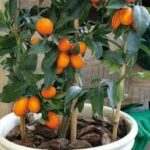 Qué pasos seguir para plantar un árbol de mandarina chino