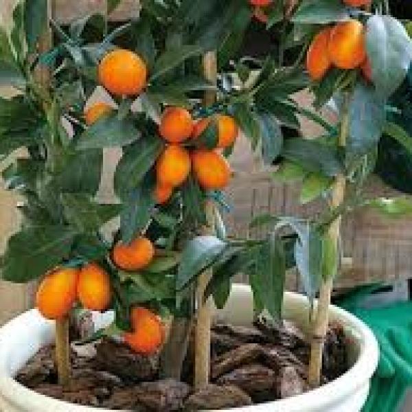Qué pasos seguir para plantar un árbol de mandarina chino