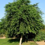 Qué peculiaridades presenta el árbol Dalbergia Sissoo