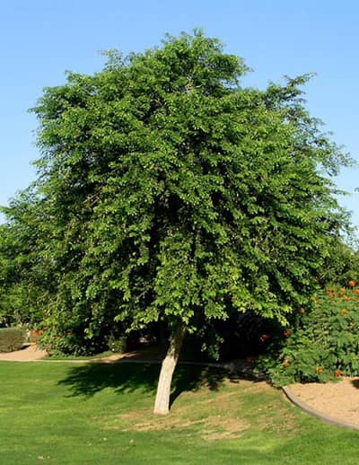 Qué peculiaridades presenta el árbol Dalbergia Sissoo