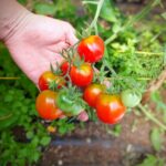 Qué peculiaridades tiene el tomate de hoja de papa