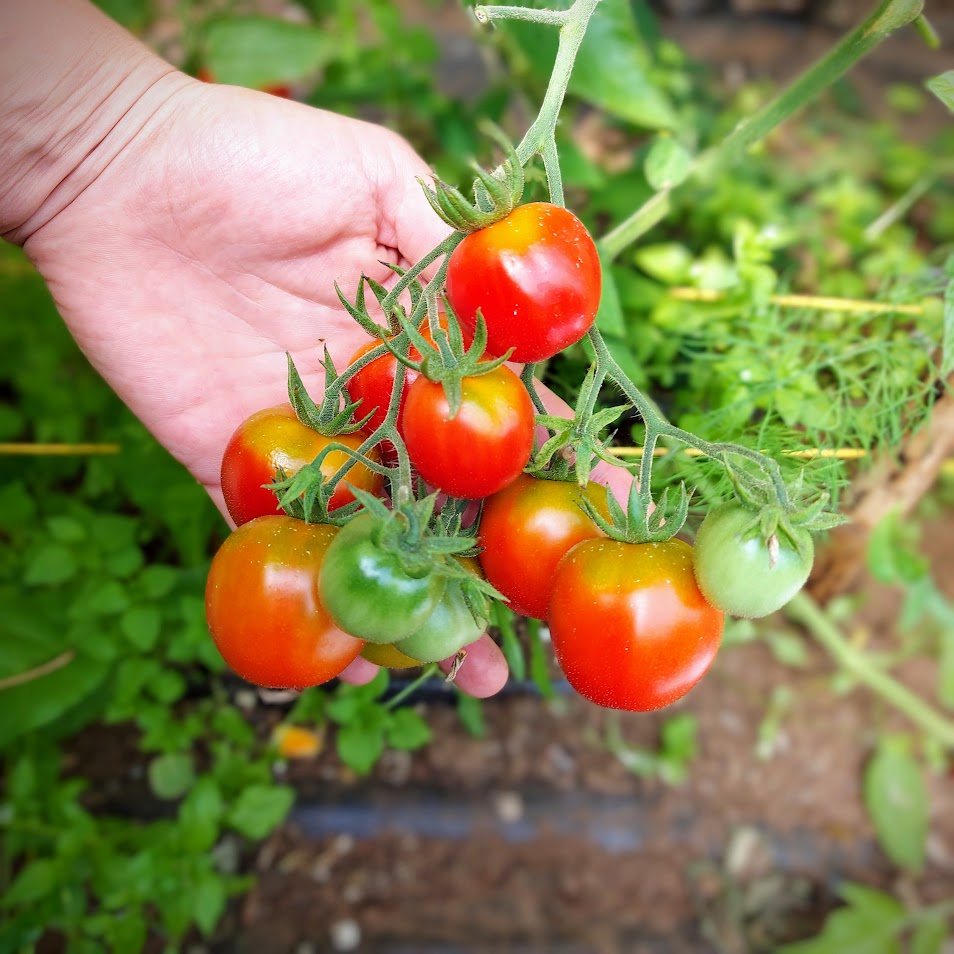 Qué peculiaridades tiene el tomate de hoja de papa