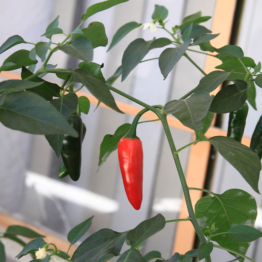 Qué plantar al lado de los chiles jalapeños en el huerto