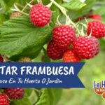 Qué plantar con frambuesas para un huerto armonioso