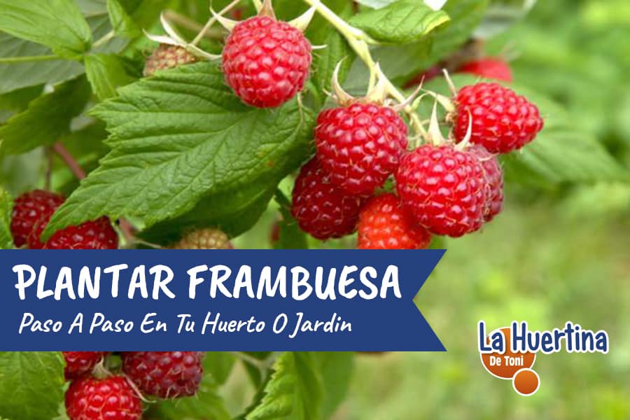 Qué plantar con frambuesas para un huerto armonioso