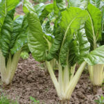 Qué plantar junto a la acelga para un huerto abundante
