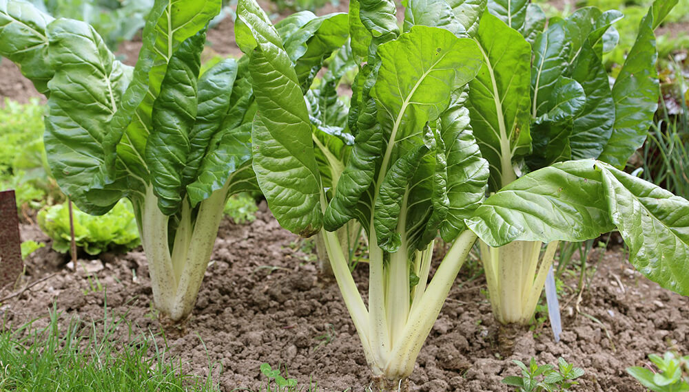 Qué plantar junto a la acelga para un huerto abundante