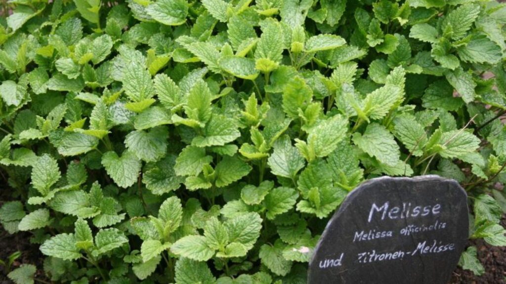 Qué plantar junto a la melisa para potenciar su crecimiento
