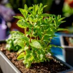 Qué plantar junto a la menta para un jardín próspero