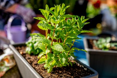 Qué plantar junto a la menta para un jardín próspero
