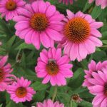 Qué plantas acompañan bien a las equináceas en el jardín