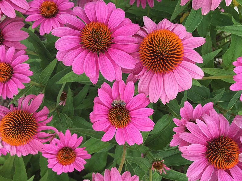 Qué plantas acompañan bien a las equináceas en el jardín