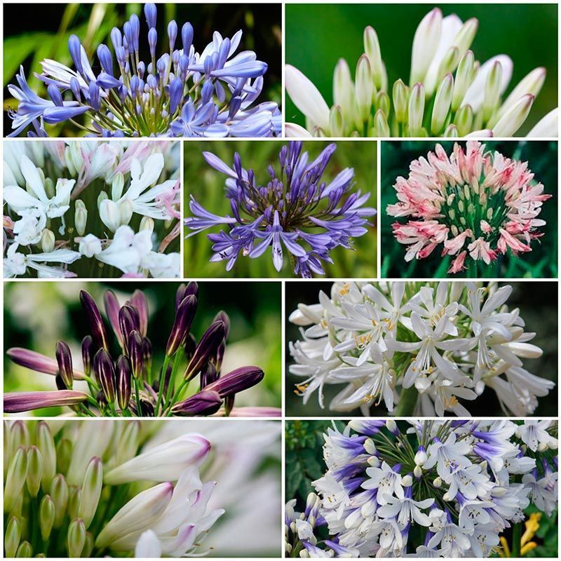 Qué plantas acompañan bien al Agapanthus en el jardín
