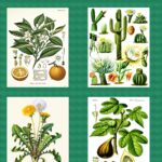 Qué plantas autóctonas son adecuadas para el noreste de México