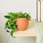 Qué plantas chartreuse elegir para un jardín vibrante y llamativo