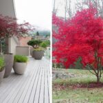 Qué plantas combinar con arces japoneses en el jardín