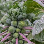Qué plantas compañeras para coles de Bruselas