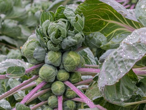 Qué plantas compañeras para coles de Bruselas
